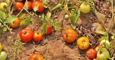 ଅଲୋଡ଼ା ଟମାଟୋ, ୪ ଟଙ୍କାରେ କିଲେ