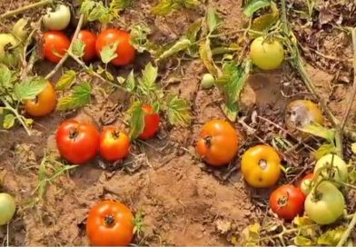 ଅଲୋଡ଼ା ଟମାଟୋ, ୪ ଟଙ୍କାରେ କିଲେ