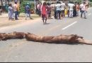 ଘରୋଇ ବସ ଧକ୍କାରେ ନାବାଳିକା ମୃତ, ରାସ୍ତାରୋକ କଲେ ଗ୍ରାମବାସୀ